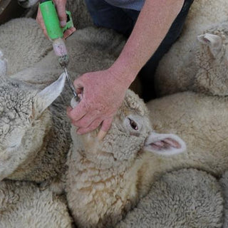 Beef+LambNZ funded Smartworm® App trial yields promising results