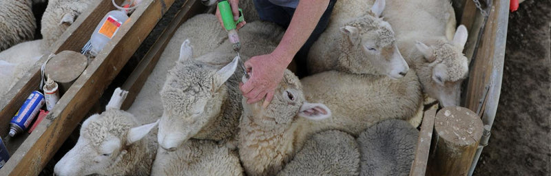 Beef+LambNZ funded Smartworm® App trial yields promising results